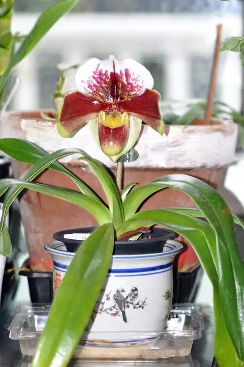 山人兰室:兜兰属 拖鞋兰属 红肉饼 paphiopedilum