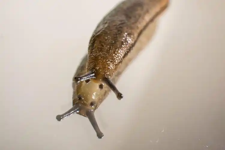 昆虫,蛞蝓,动物蛞蝓图片 昆虫,蛞蝓