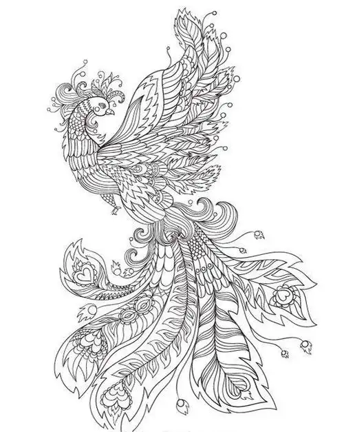 百鸟之王凤凰的高清白描线稿图临摹学画