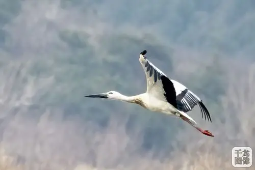 春回北京白鹳来