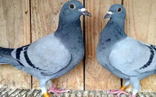 瓦灰鸽吃什么饲料?玉米,高粱就行啦!