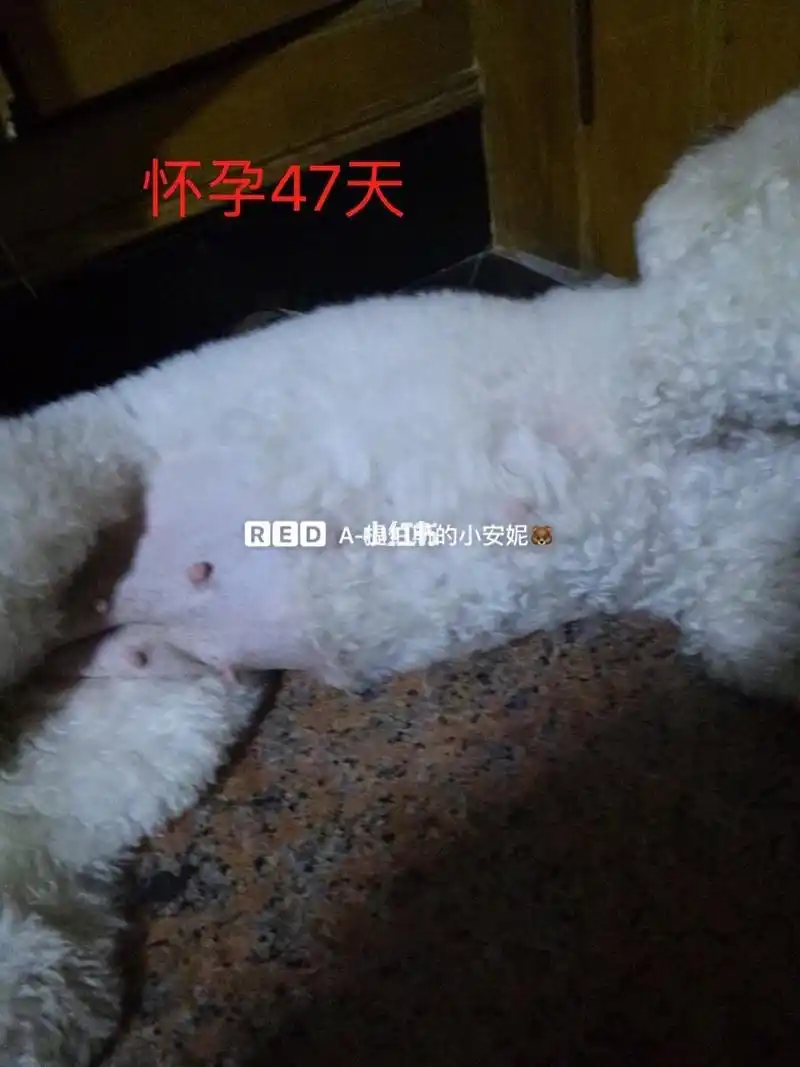 比熊怀孕记录00 狗狗怀孕40天做了b超,当时医生说照出来2个,最多在3