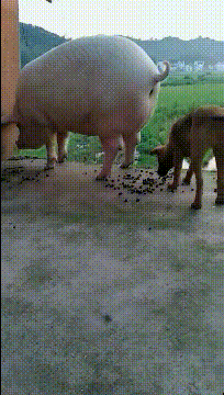 搞笑gif趣图大家喜欢健身的美女吗我觉得自律的女生最美了