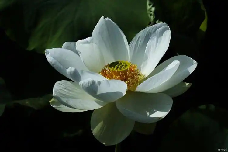 白色莲花是圣洁的代表,更是佛教神圣净洁的象征.