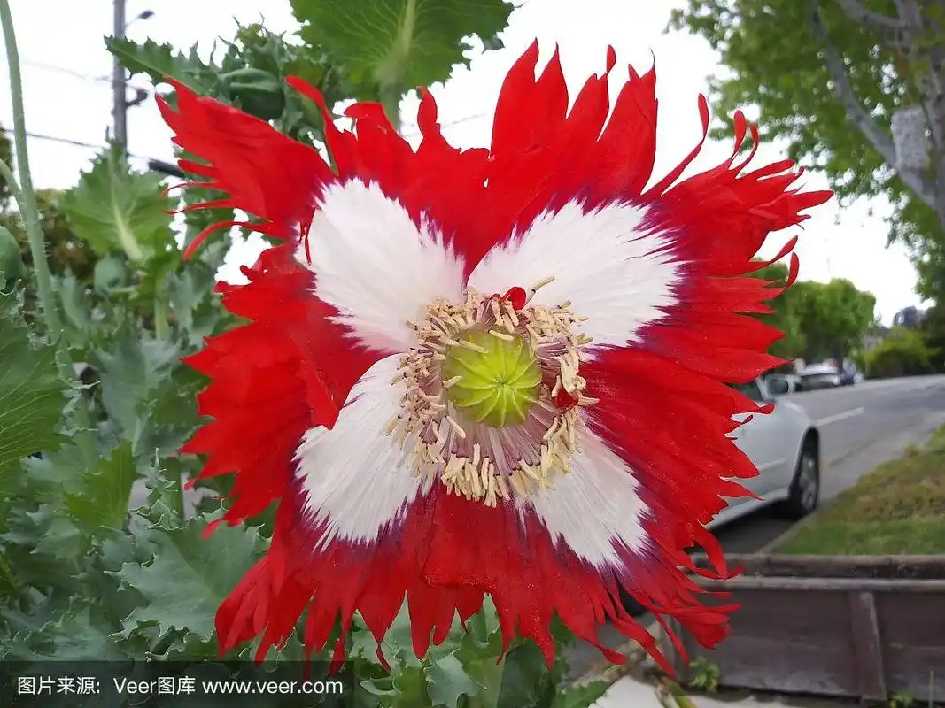美丽的罂粟花-多种颜色-红色,白色和紫色阴影