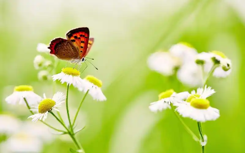 清新淡雅的小雏菊图片桌面壁纸