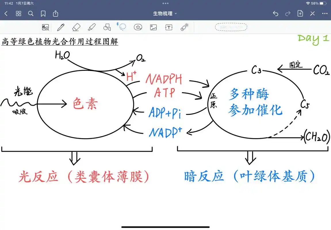 一张图速记光合作用(过程)的方程式 高一生物小tips(day 2)    觉得