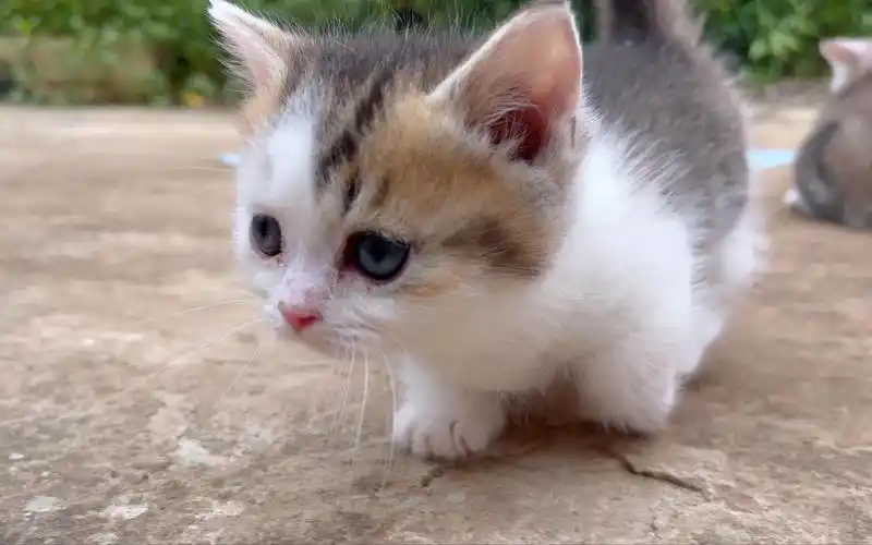 三只萌萌的小奶猫出来晒太阳了,没事走两步,身体更健康