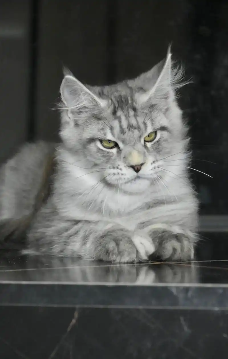 缅因猫.三个多月凶脸板 眼神非常犀利 ,迷你版小老虎找新家～ - 抖音