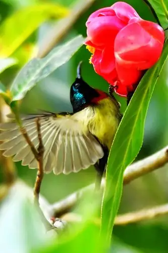 我与花中精灵太阳鸟