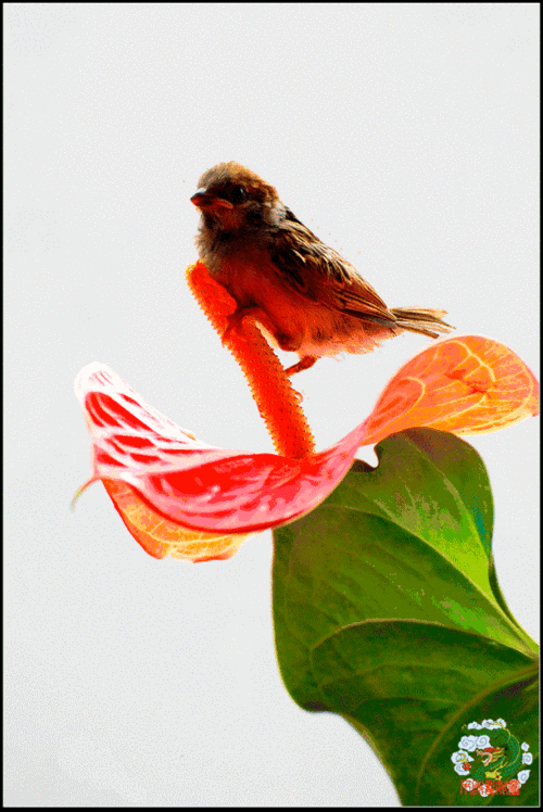 会动的花鸟画实在美!