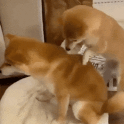 犯贱沙雕表情包动态图