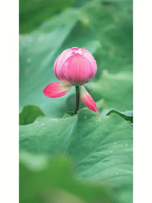 六月雨后荷叶池中一朵含苞待放的荷花03