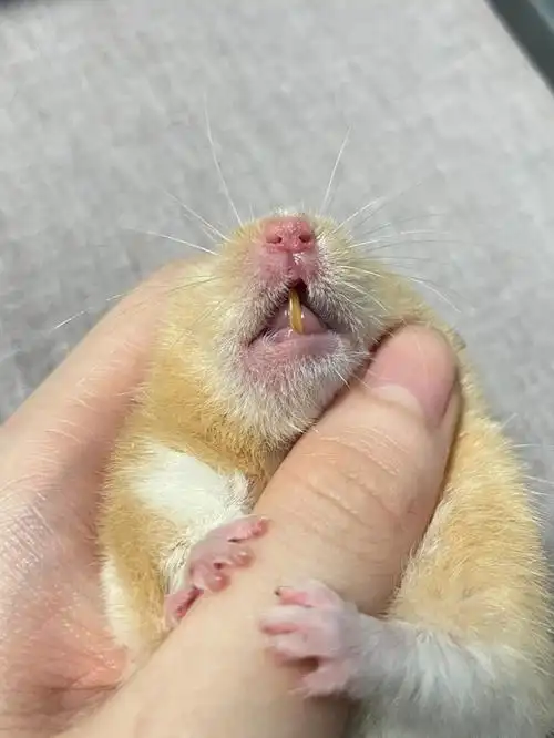 奶黄包只剩一颗牙了最近各种爱睡觉