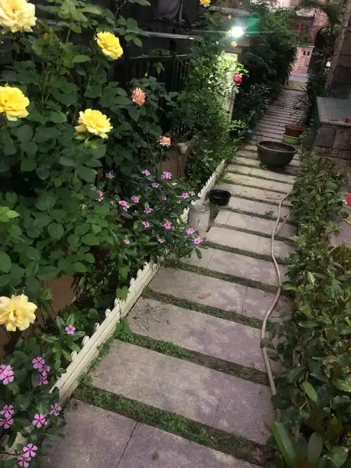 记录一下我的小花园