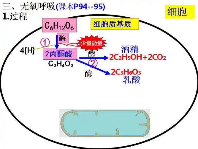 无氧呼吸(改).ppt