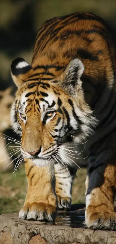 虎野生动物大猫动物园晶须动物群哺乳动物猫像哺乳动物壁纸