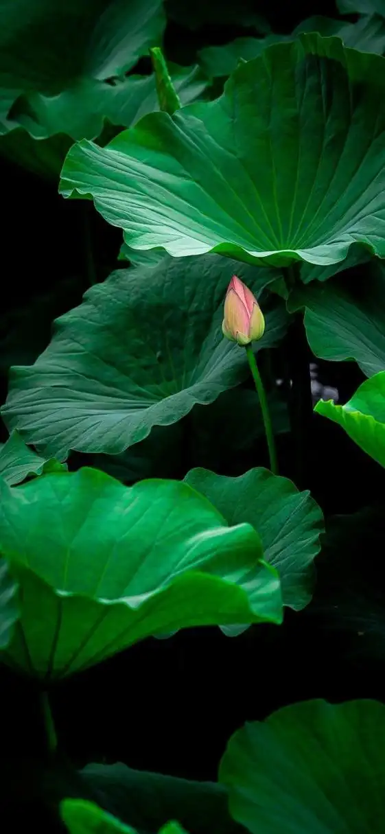 绿色清新护眼壁纸