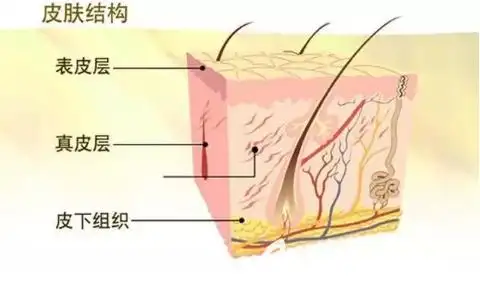 皮肤层次