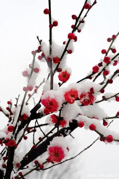 梅花香自苦寒来.瑟瑟风中磨炼意志