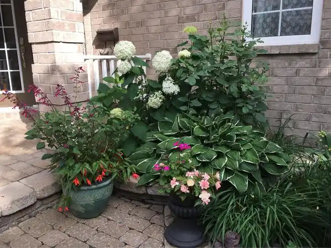 我的小花园(二)7月2020