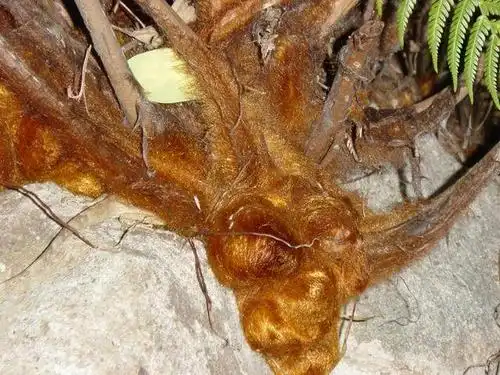 农村这种野草叫"金狗毛",金毛能止血,一斤300非常稀罕