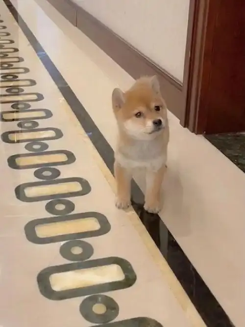 实话,从来没有想过我能有一天会养只狗～但是对于现在的我来说,真是一