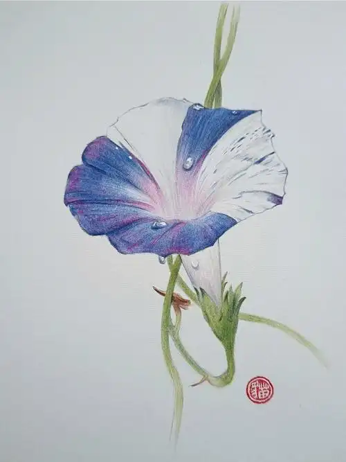 彩铅牵牛花这张不难赶快画起来吧