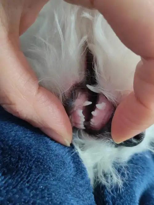 四个月比熊牙齿