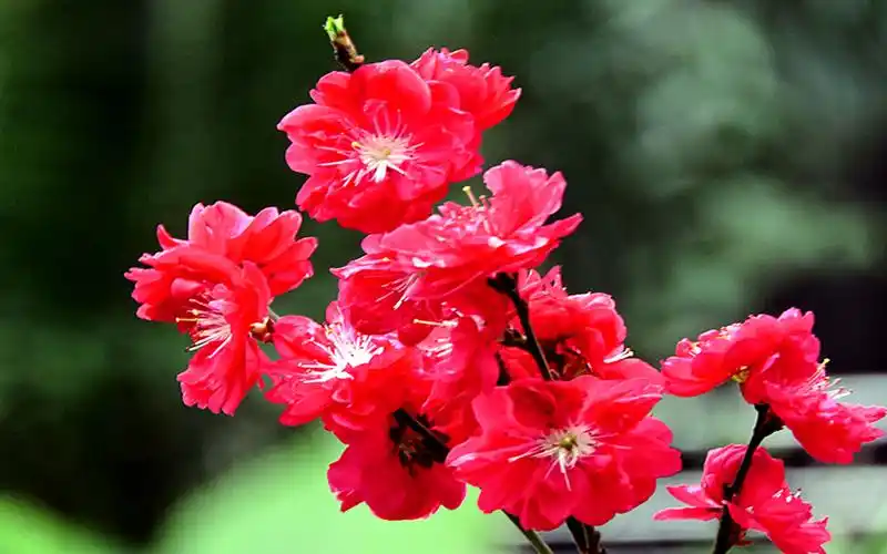 小区里红桃花盛开