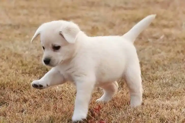 为何狗狗出生就被剪掉尾巴?