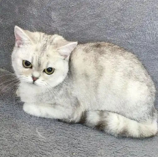 美短金渐层和英短金渐层区别 美短银渐层和英短银渐层区别