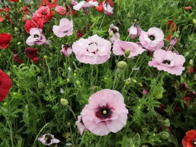 如何快速识别罂粟等毒品原植物?丨花花万物丨国际禁毒日