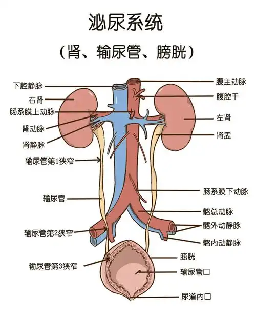 💧泌尿系统图解大揭秘🔍