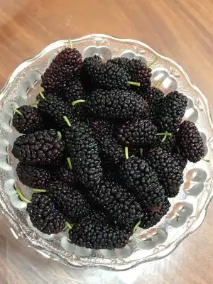 水果现货新鲜桑葚4斤孕妇黑树树莓鲜果桑椹其它