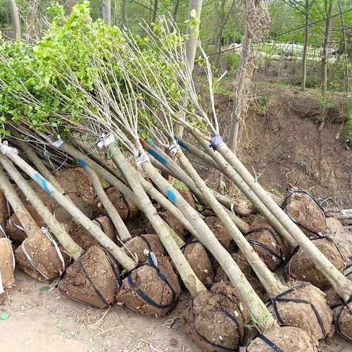 丁香花树苗庭院树苗丁香花苗地栽盆栽南北方四季种植绿化苗木行道树