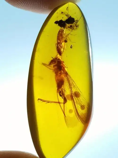 灭绝物种短脉螽