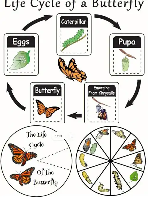 和孩子们一起去春天里走走吧,看看花,追追蝴蝶,简单的陪伴最珍贵73