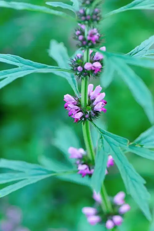 益母草盛开的鲜花母草植物盛开的花朵