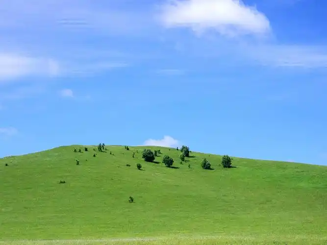 乌兰布统鲜花草原风光高清壁纸分享