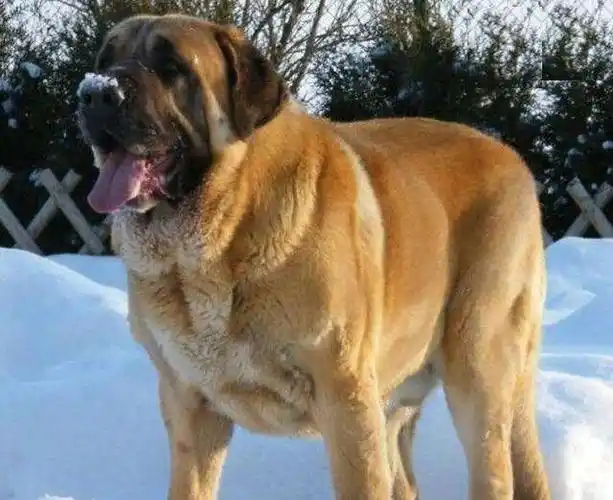 全世界第一巨犬西班牙獒气势凶猛赛过藏獒却无人所知