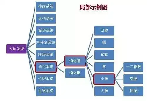 3. 人体八大系统代谢缓慢或失调