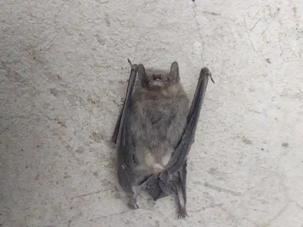 这是只什么蝙蝠,这种蝙蝠在我家里死了七只.