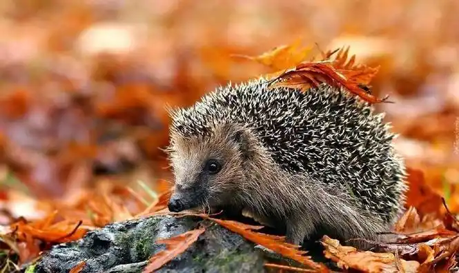 秋日的可爱动物们