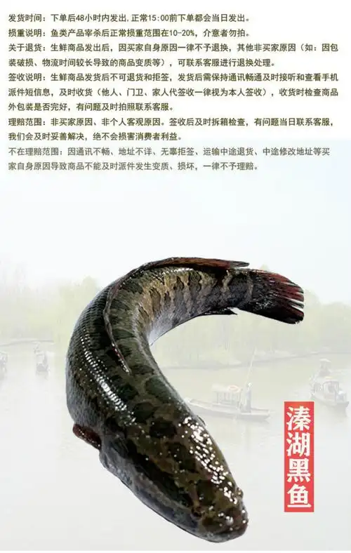 黑鱼乌鱼财鱼新鲜炖汤术后养生活鱼现捕现杀割片整条黑鱼烤鱼炖汤酸菜