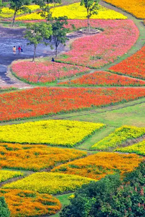 最美马拉松赛道花海来袭