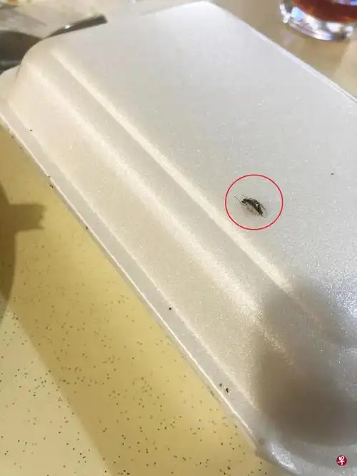 食客申诉,打包盒上布满蟑螂粪便.(受访者提供)