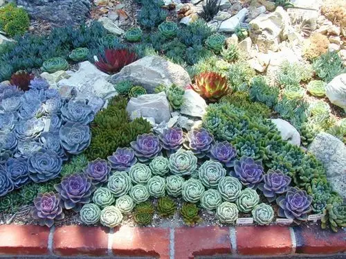 多肉花园