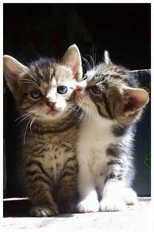 亲爱的,别生气啦,╭(╯3╰)╮亲一口好了