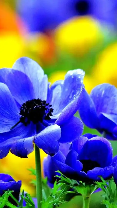 iphone 壁纸 蓝色的花朵在春天开放